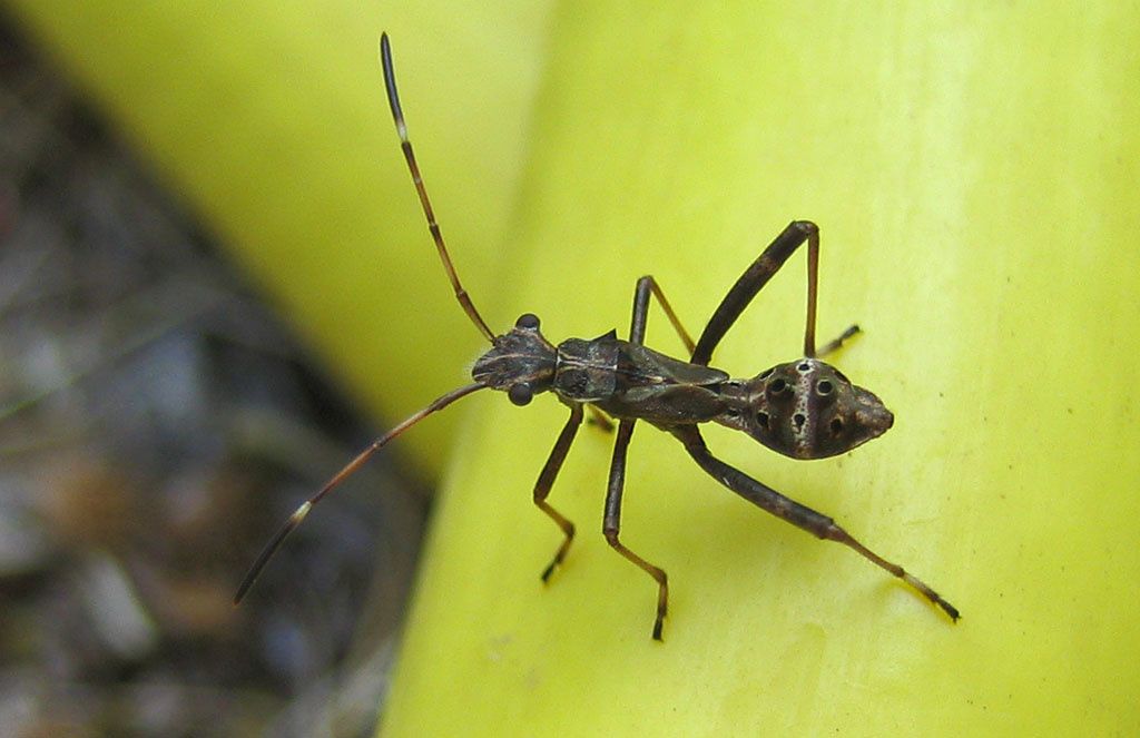 Camptopus lateralis
