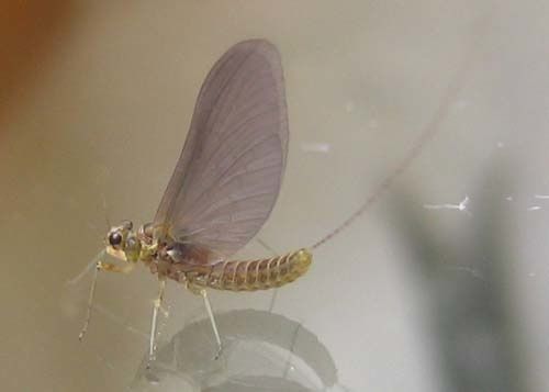 Cloeon-dipterum-5846.jpg