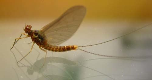 Cloeon-dipterum-8349.jpg