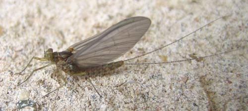 Cloeon-dipterum-8686.jpg