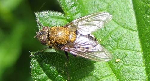 Pollenia-sp.-4946.jpg