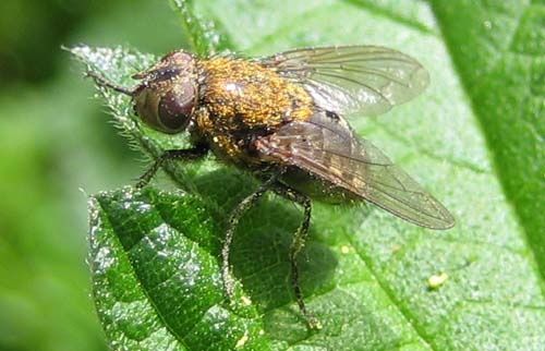 Pollenia-sp.-4948.jpg