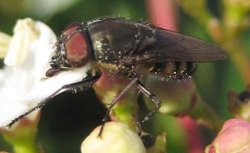 Stomorhina-lunata-034.jpg