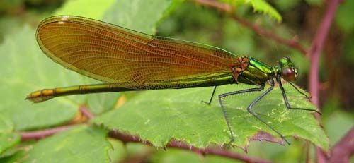 Calopteryx-virgo-6161.jpg