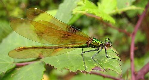 Calopteryx-virgo-6162.jpg
