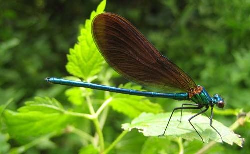 Calopteryx-virgo-6172.jpg