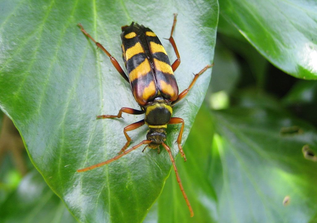 Leptura aurulenta