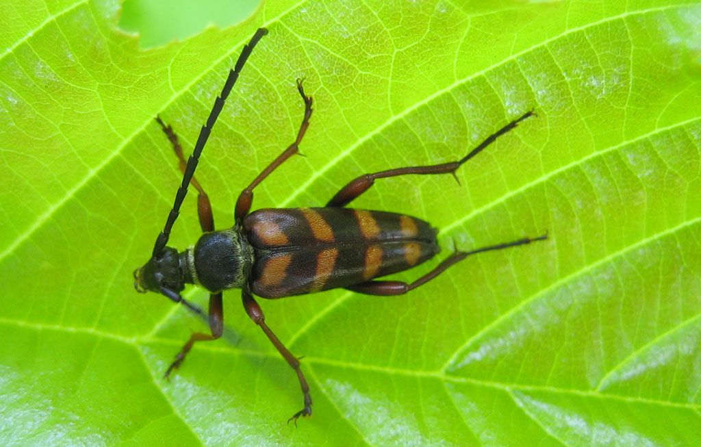Leptura aurulenta