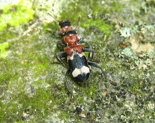 Thanasimus-formicarius-6141-copie-1.jpg