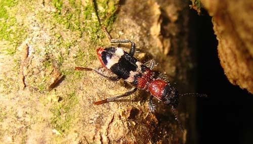 Thanasimus-formicarius-8305.jpg