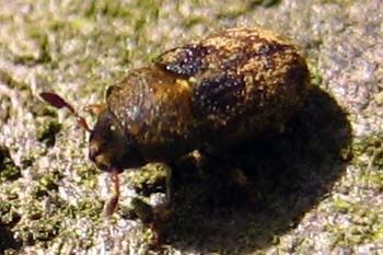 Hylesinus-sp-8284.jpg
