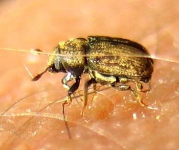 Hylesinus-sp-8299.jpg