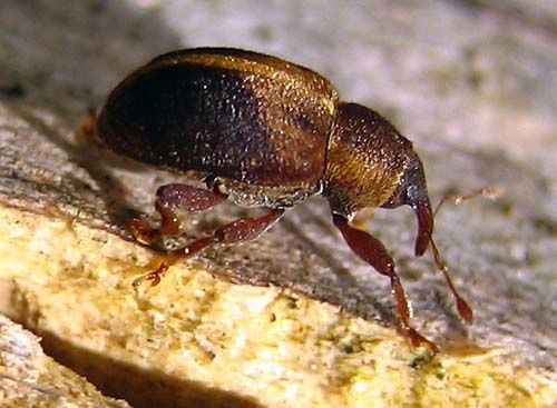 Lignyodes-enucleator-8235.jpg