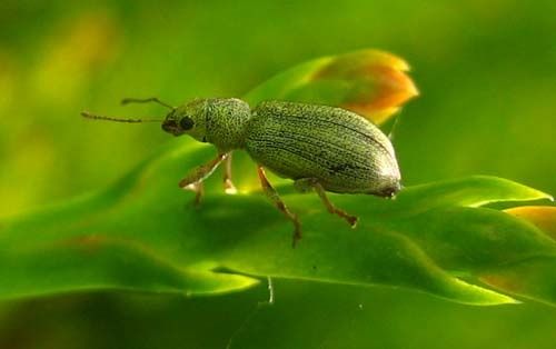 Pachyrhinus-lethieri-2083.jpg