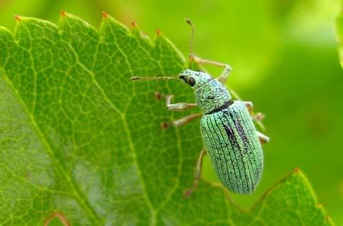 Pachyrhinus-lethieri-7660.jpg