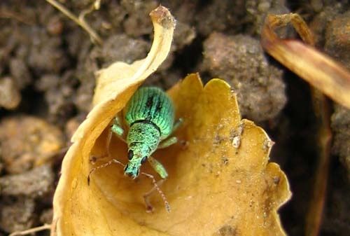 Pachyrhinus-lethieri-7704.jpg