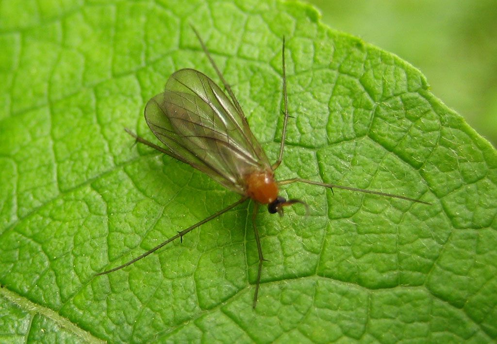 Symmerus sp.