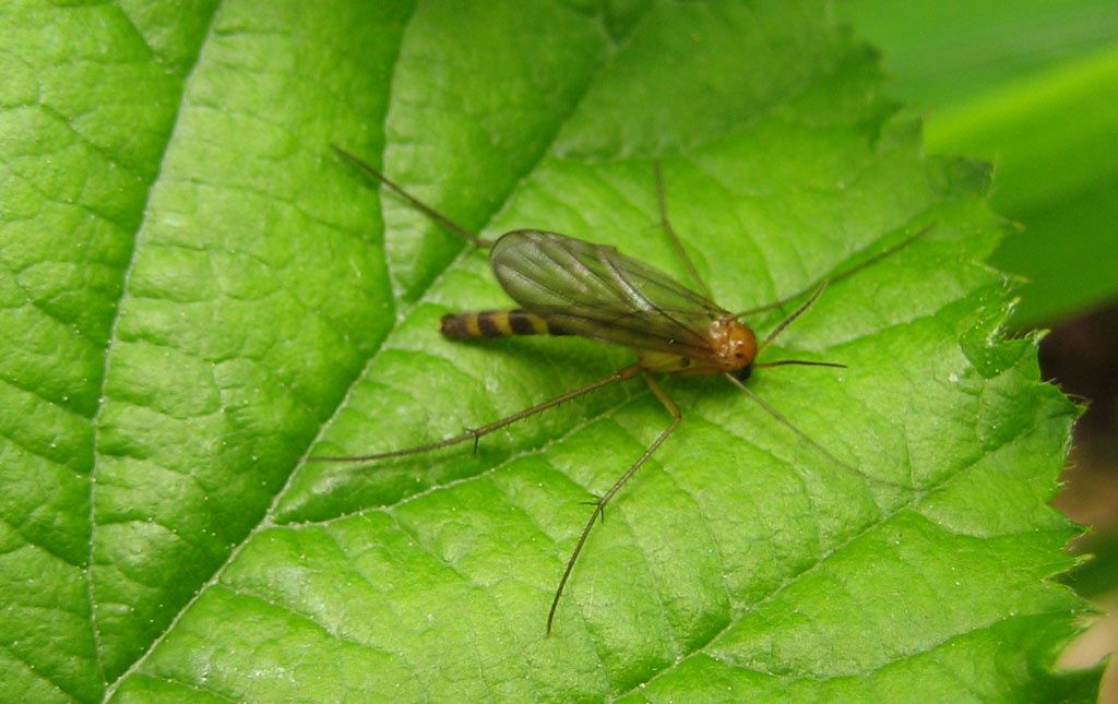 Symmerus sp.