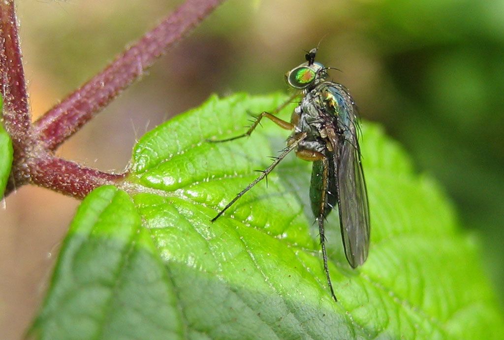 Dolichopus sp.
