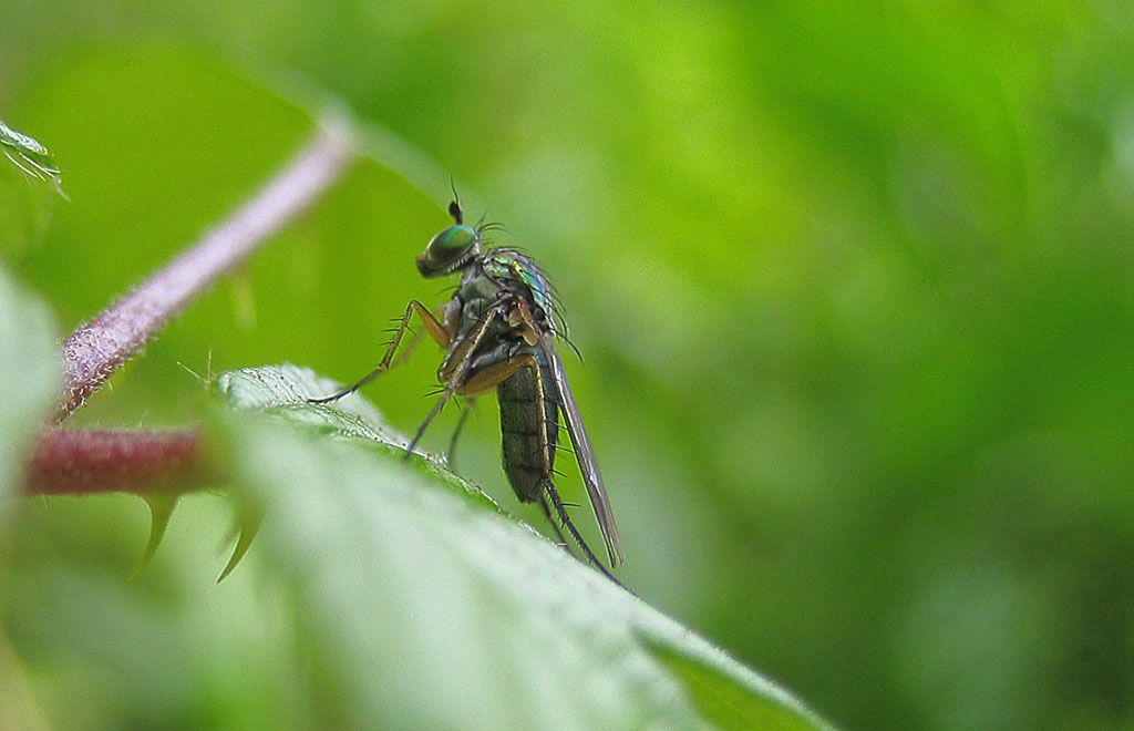 Dolichopus sp.