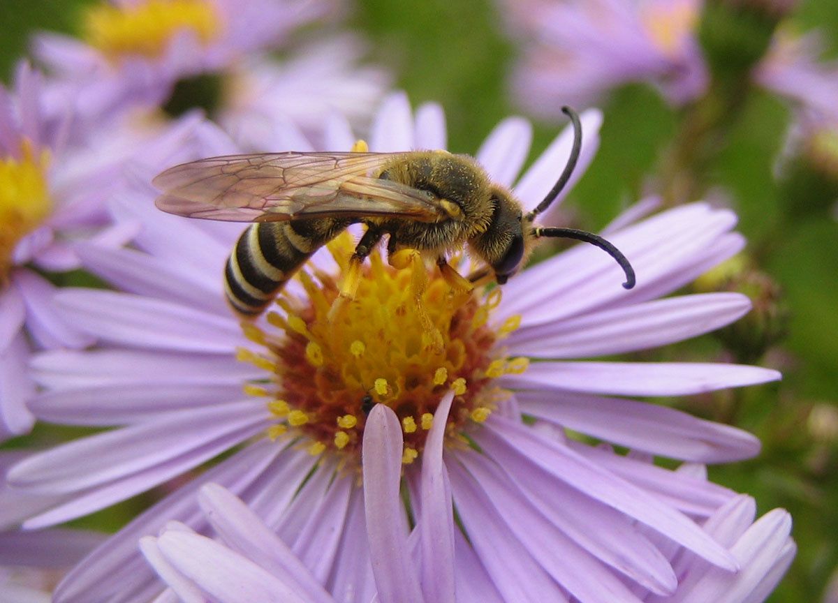 Halictus scabiosae, mâle
