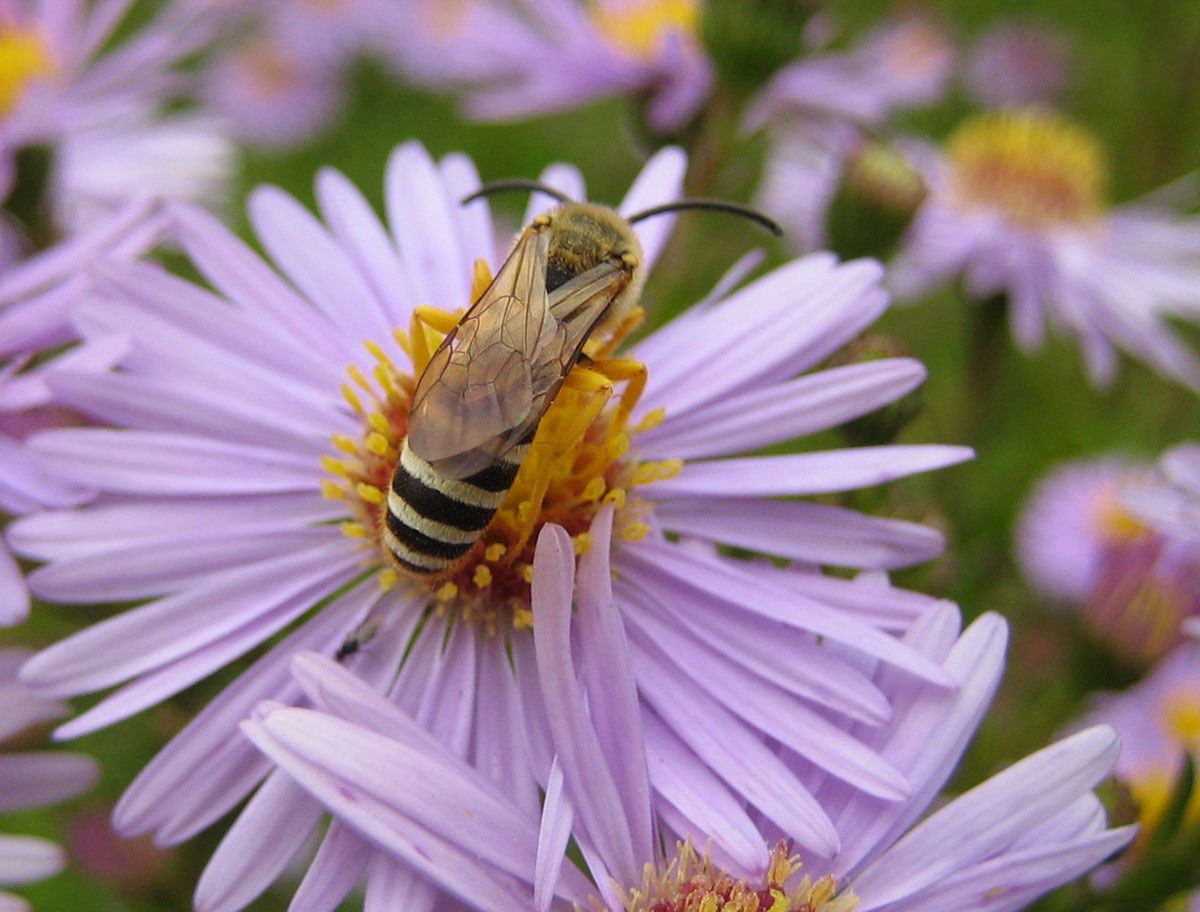 Halictus scabiosae, mâle