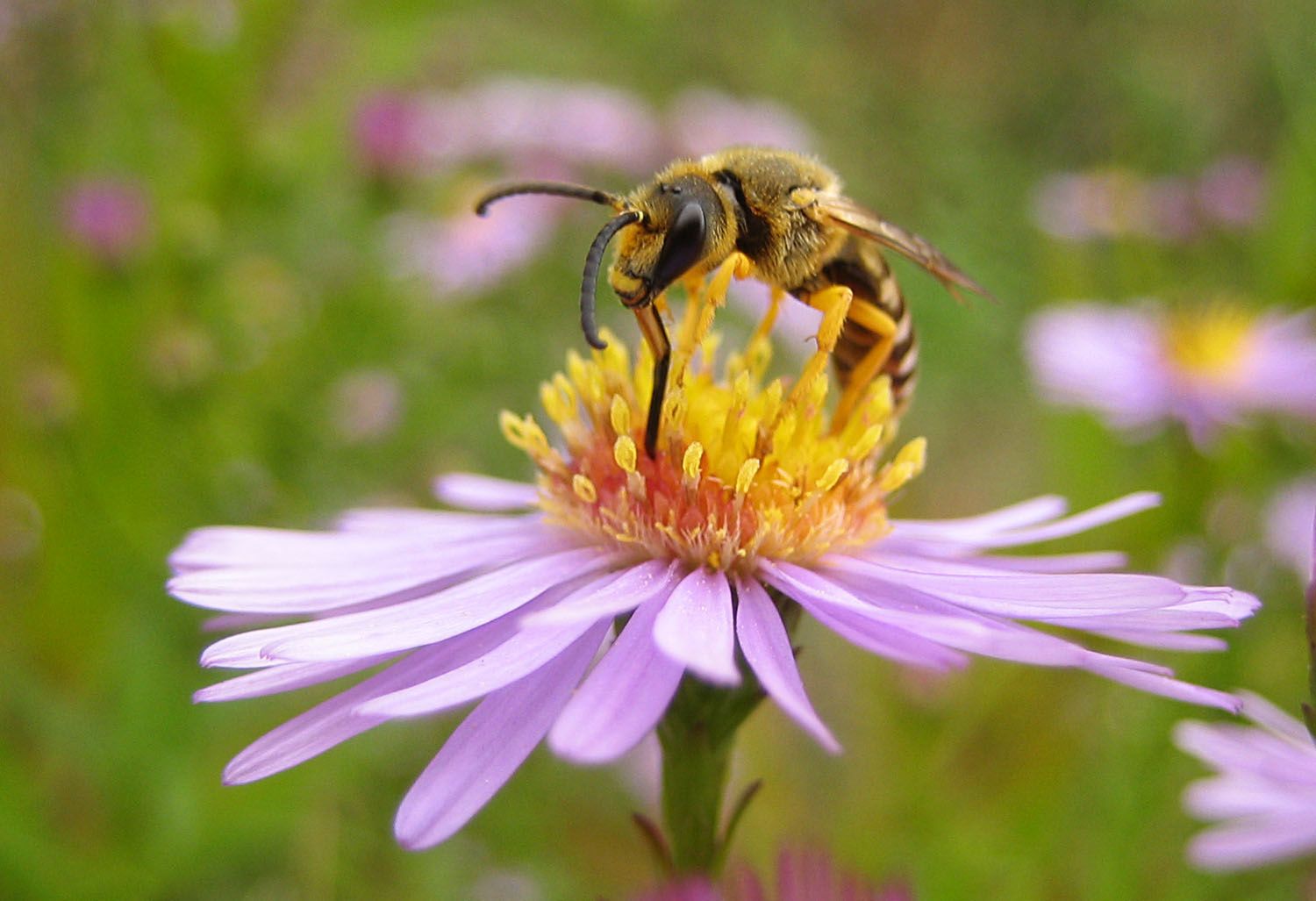 Halictus scabiosae, mâle