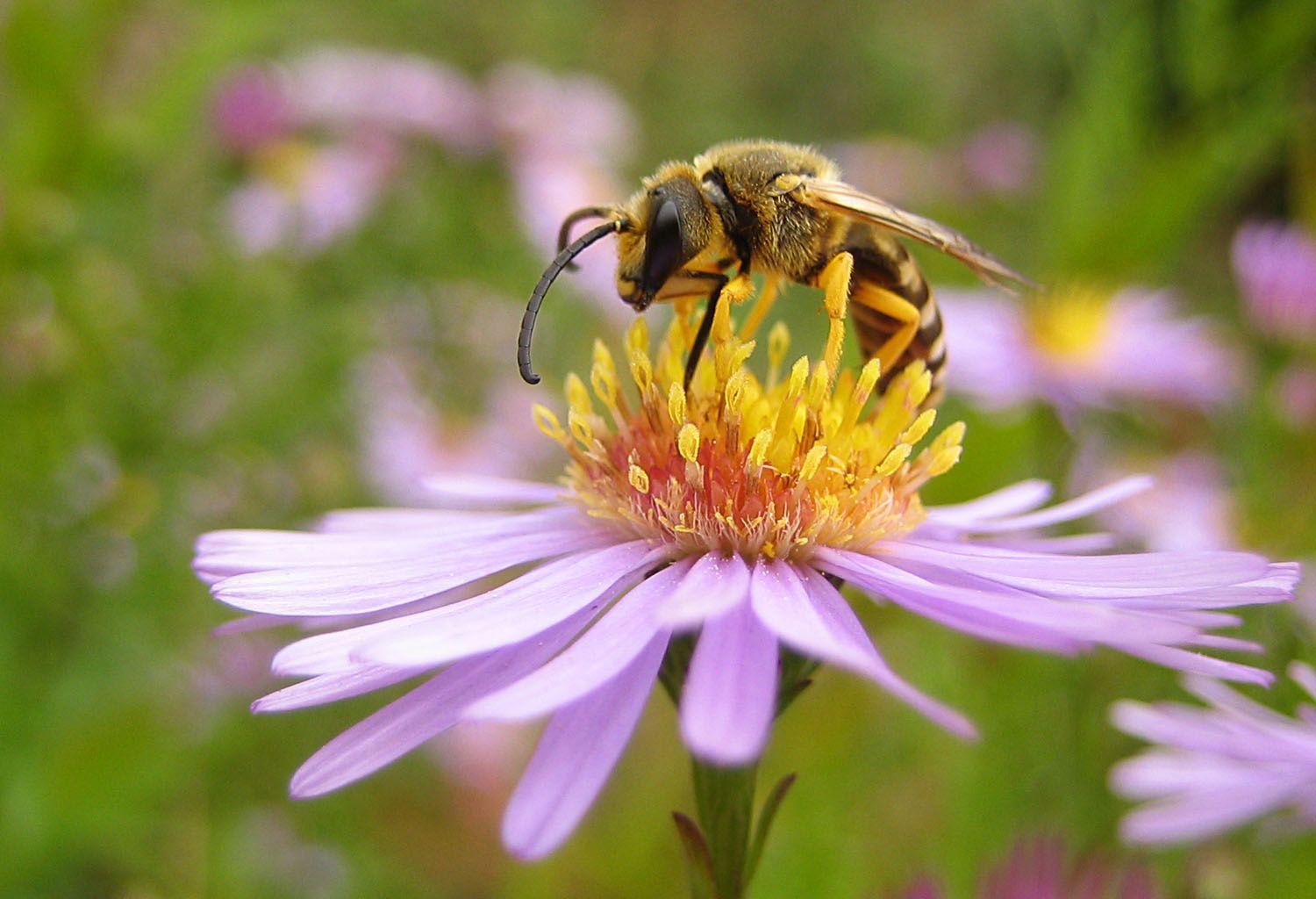 Halictus scabiosae, mâle