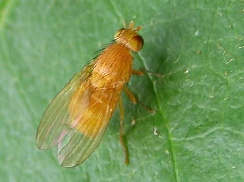 Sapromyza-sp-4965.jpg