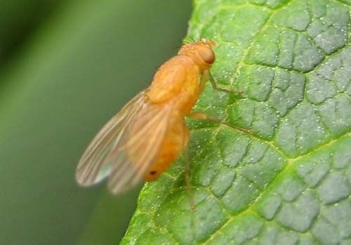 Sapromyza-sp.-4497.jpg