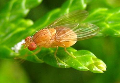 Sapromyza-sp.-4770.jpg