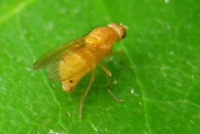 Sapromyza-sp.-4963.jpg