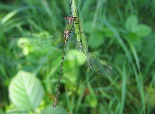 Lestes-viridis-7243.jpg