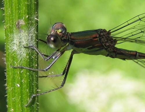 Lestes-viridis-9166.jpg