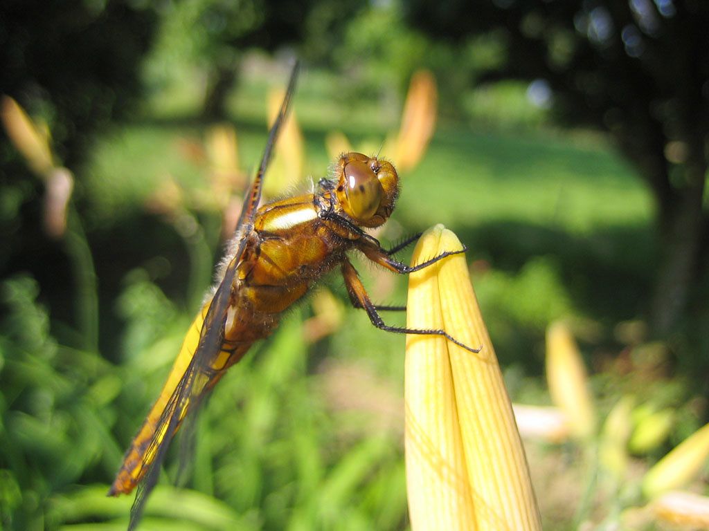 Libellula depressa (femelle)