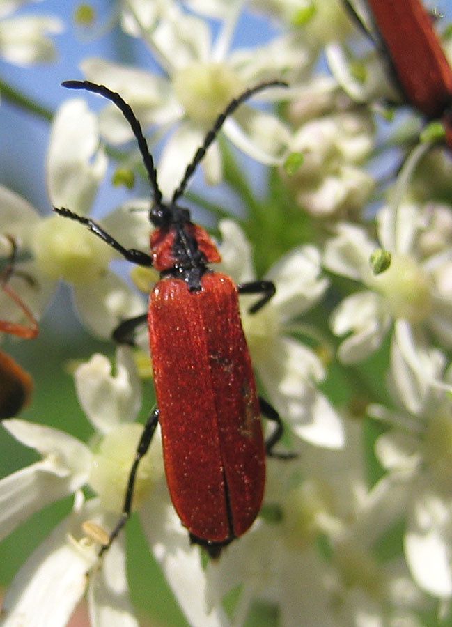 Lygistopterus sanguineus