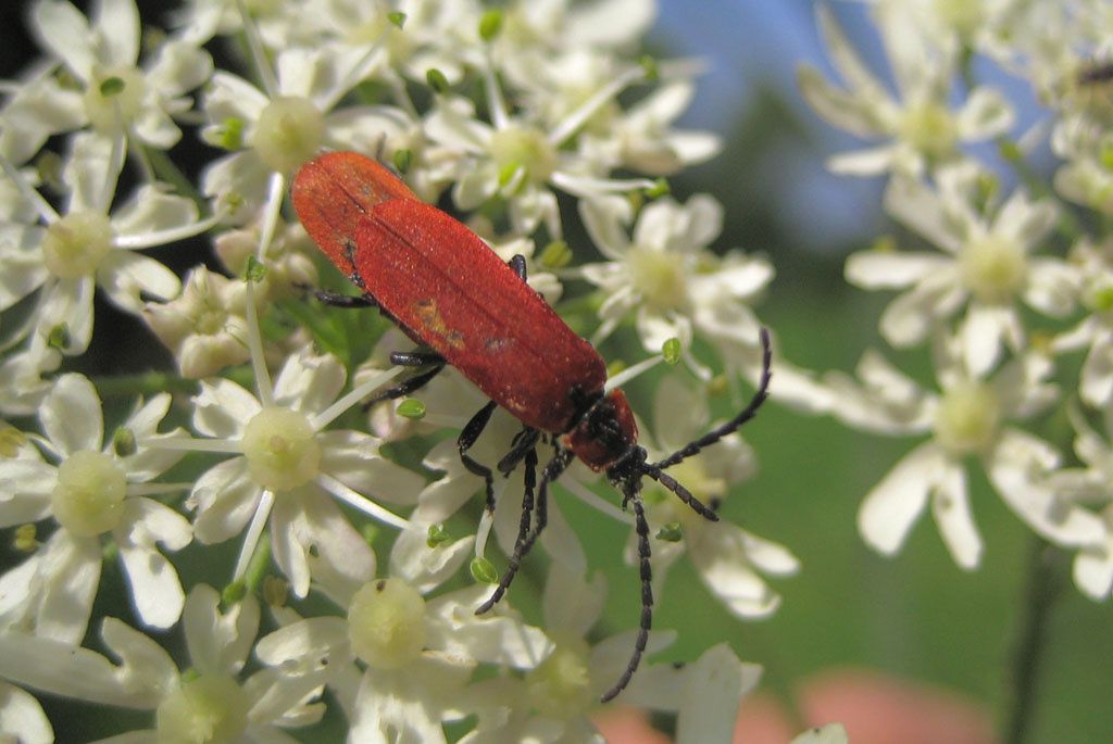 Lygistopterus sanguineus