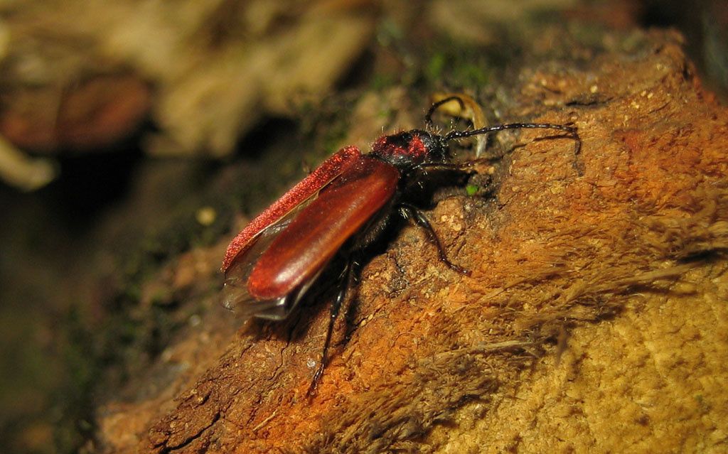 Lygistopterus sanguineus