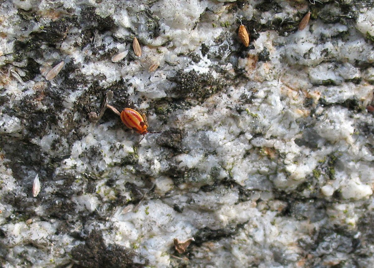 Melanocoryphus albomaculatus, larve