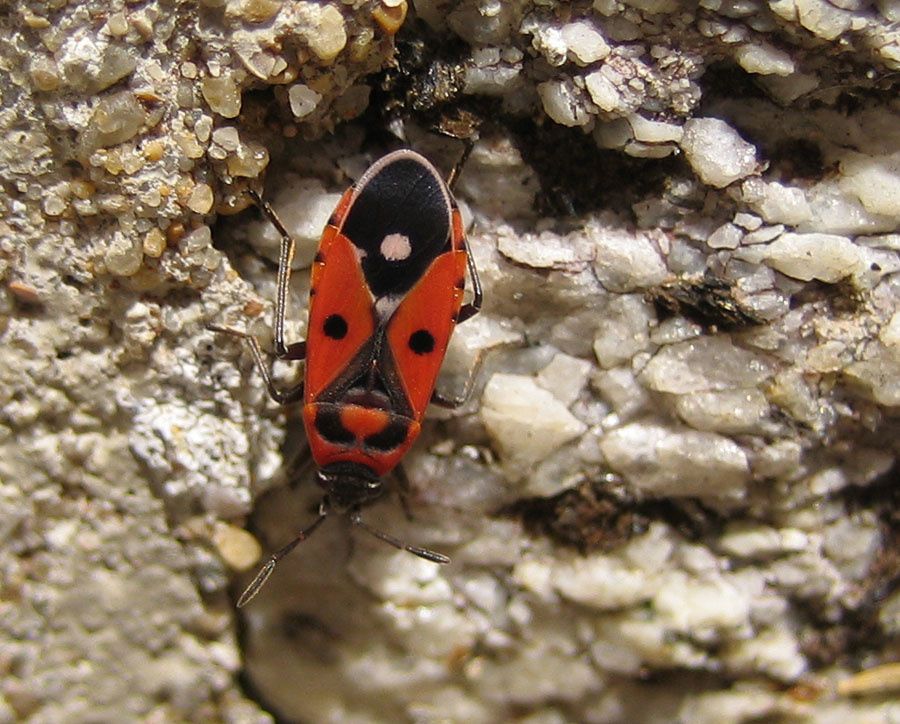 Melanocoryphus albomaculatus