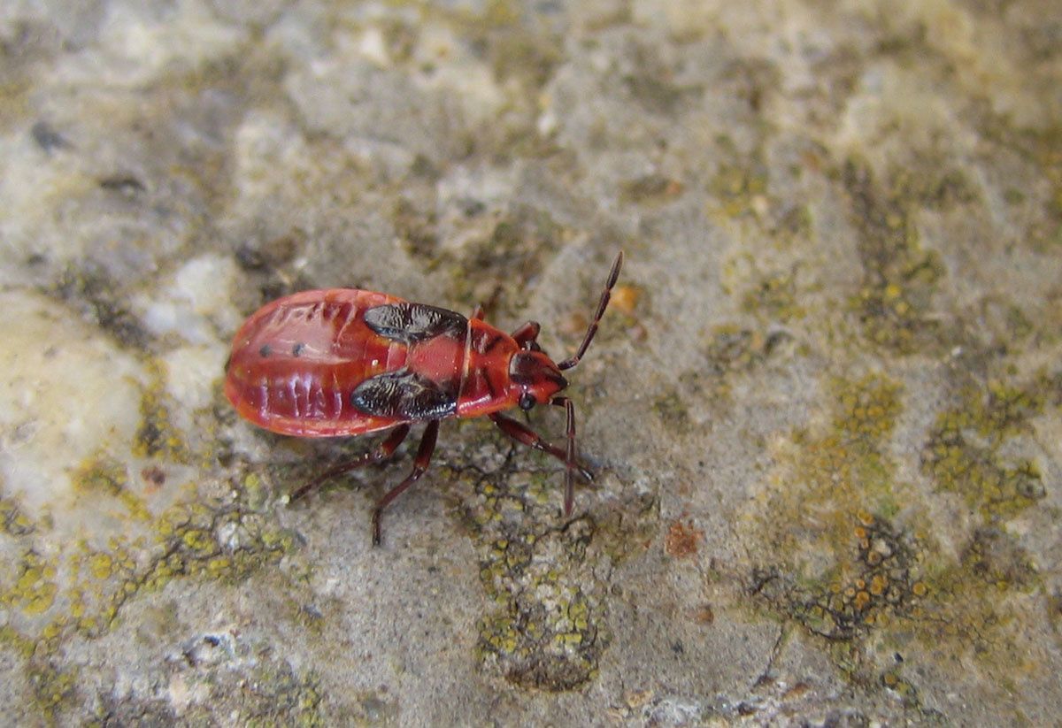 Melanocoryphus albomaculatus, larve