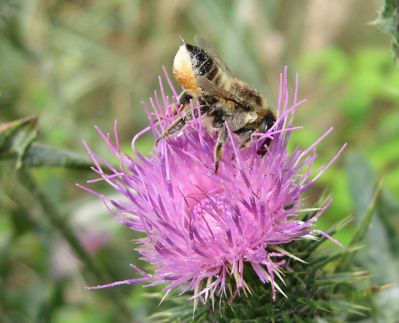 Megachile sp.