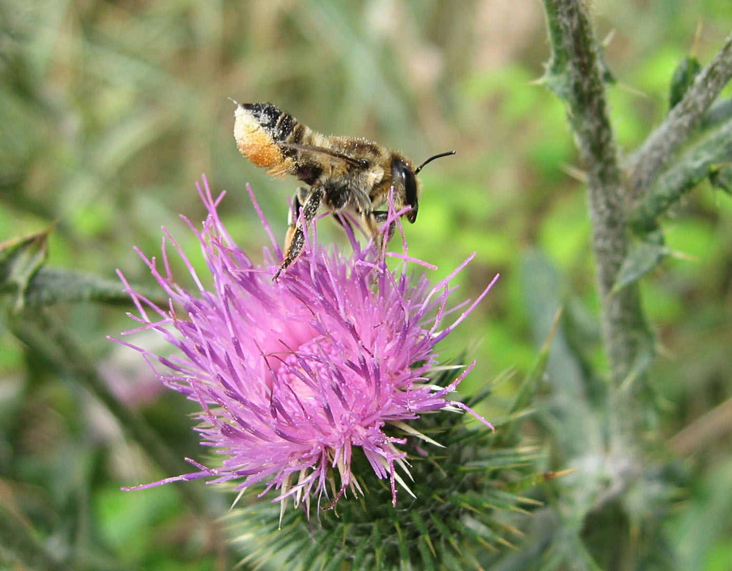 Megachile sp.