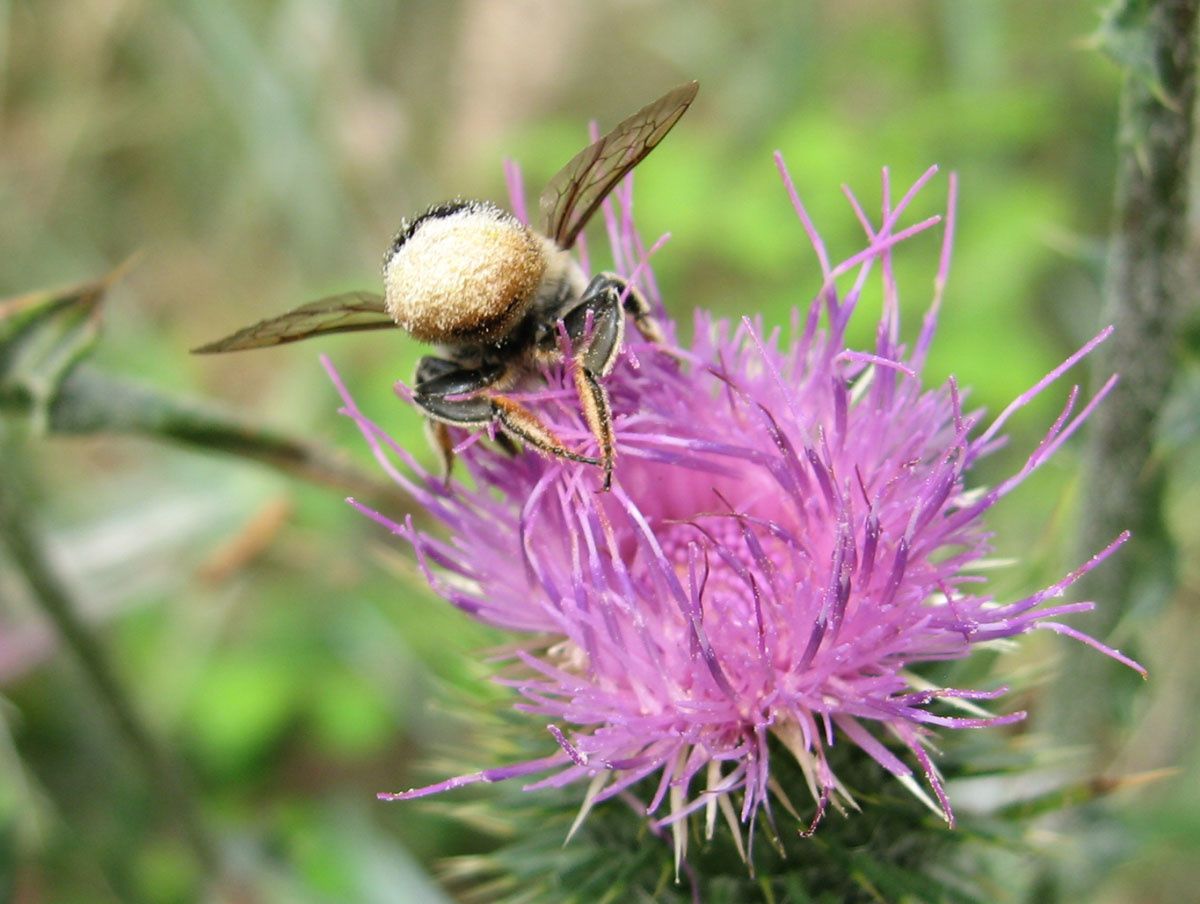 Megachile sp.