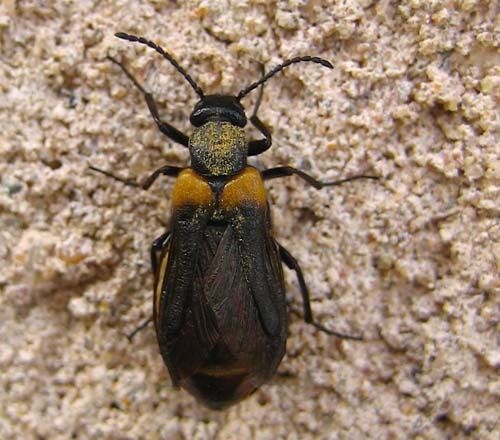 Sitaris-muralis-7642.jpg