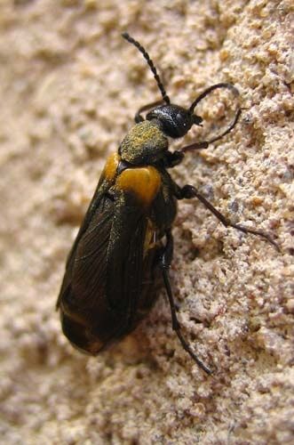 Sitaris-muralis-7649.jpg