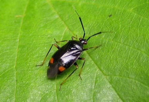 Deraeocoris-ruber-4323.jpg
