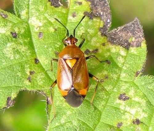 Deraeocoris-ruber-4330.jpg