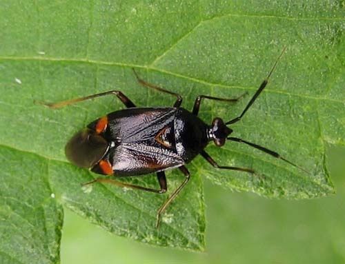 Deraeocoris-ruber-4602.jpg