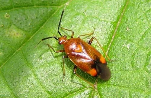 Deraeocoris-ruber-4611.jpg